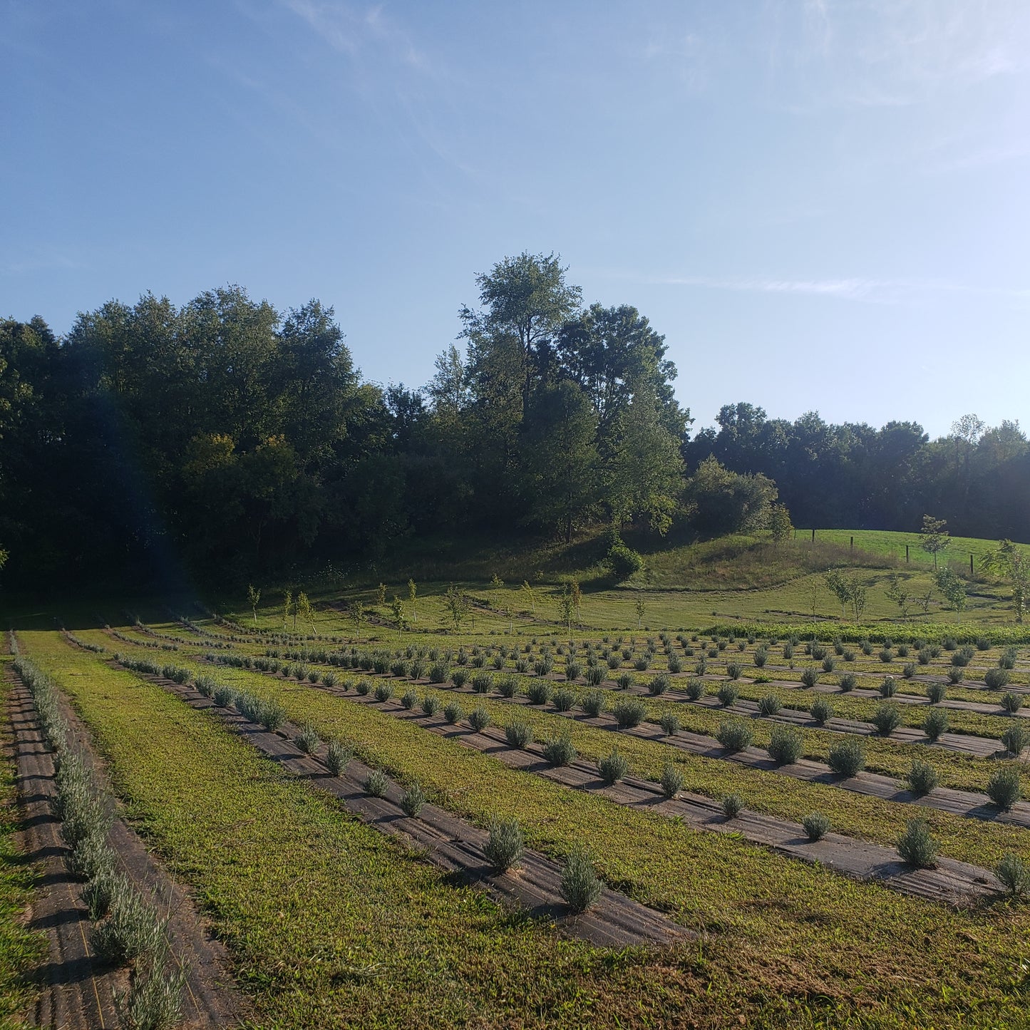 Hilltending: Nature's Path to Wellness (Ecopsychological Consultation) with Dr. James Liter