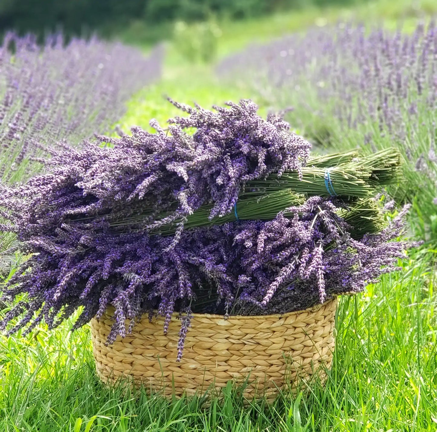 Fresh, Intermedia Lavender Bundles