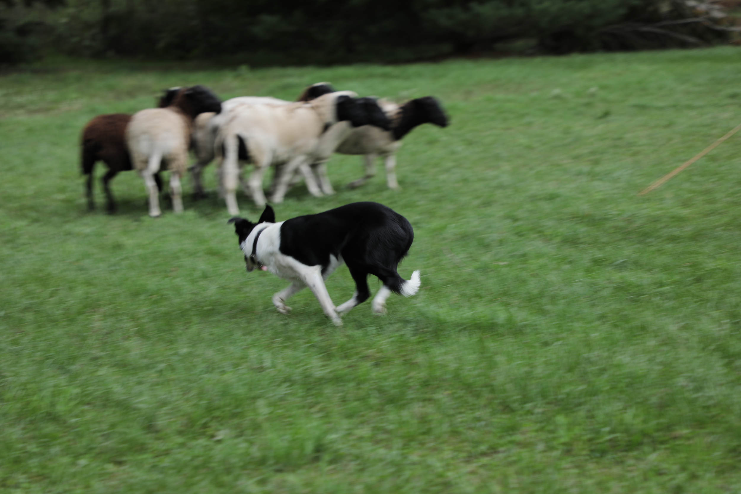 Sheepdog Services