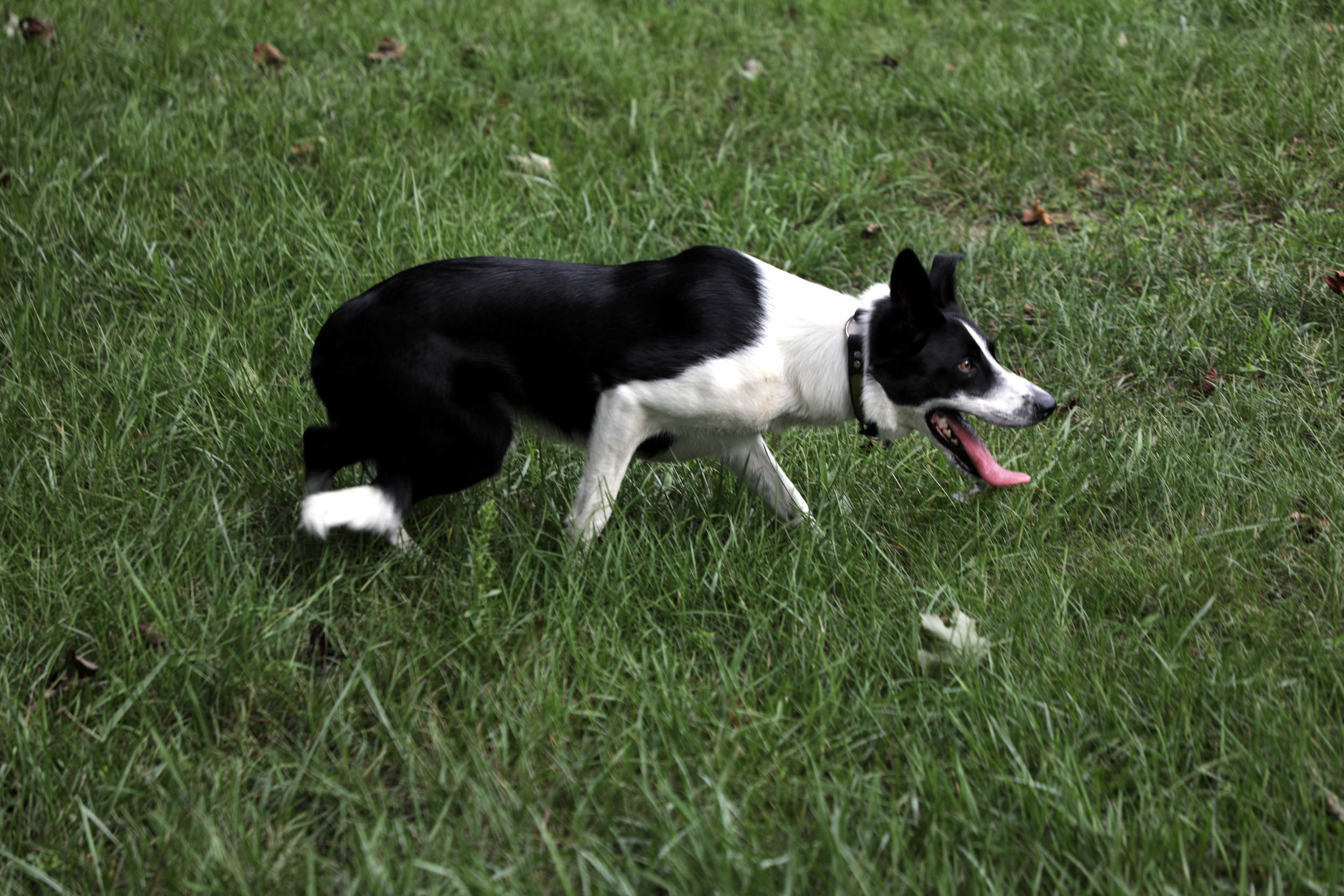 Barry County Border Collies