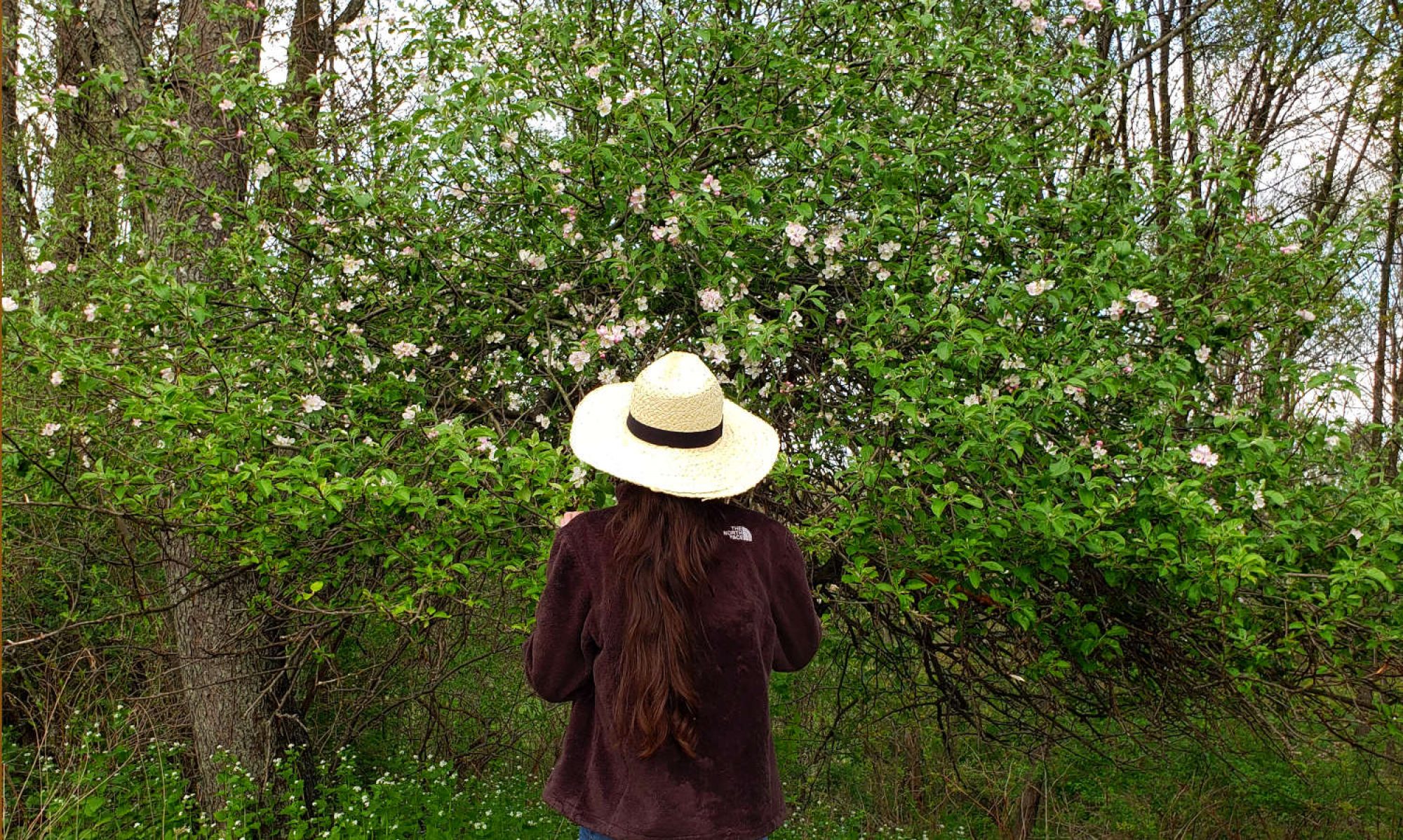 Permaculture Gardens and Food Forest