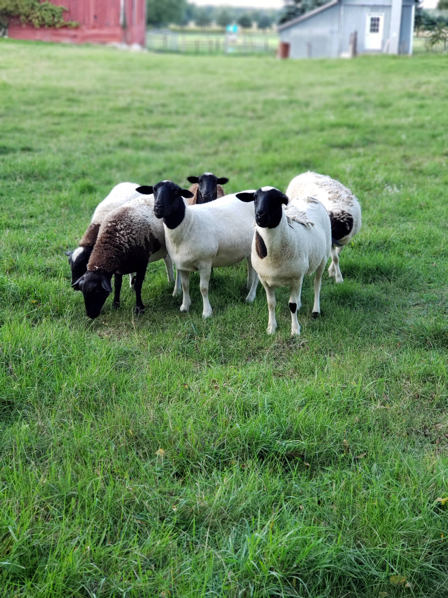 The Dowling Dorpers: Regenerative Grazing and Silvopasture