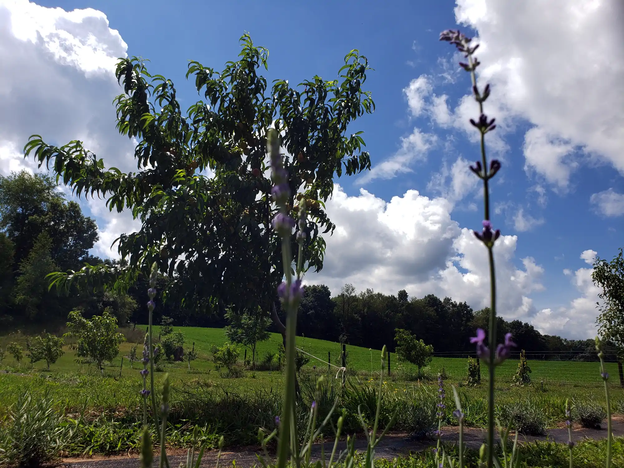 Farmsteading for Healthier People and Ecosystems