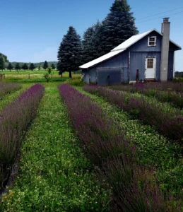 Lavender drying shed and cottage workshop at Cloudscape Hill