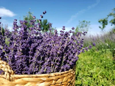 How to Grow Lavender: A Complete Guide to Planting, Care & Harvesting