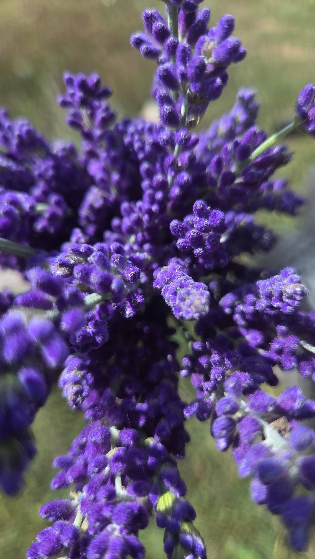 Lavender's Nutritional Benefits: Vitamins, Antioxidants & Wellness