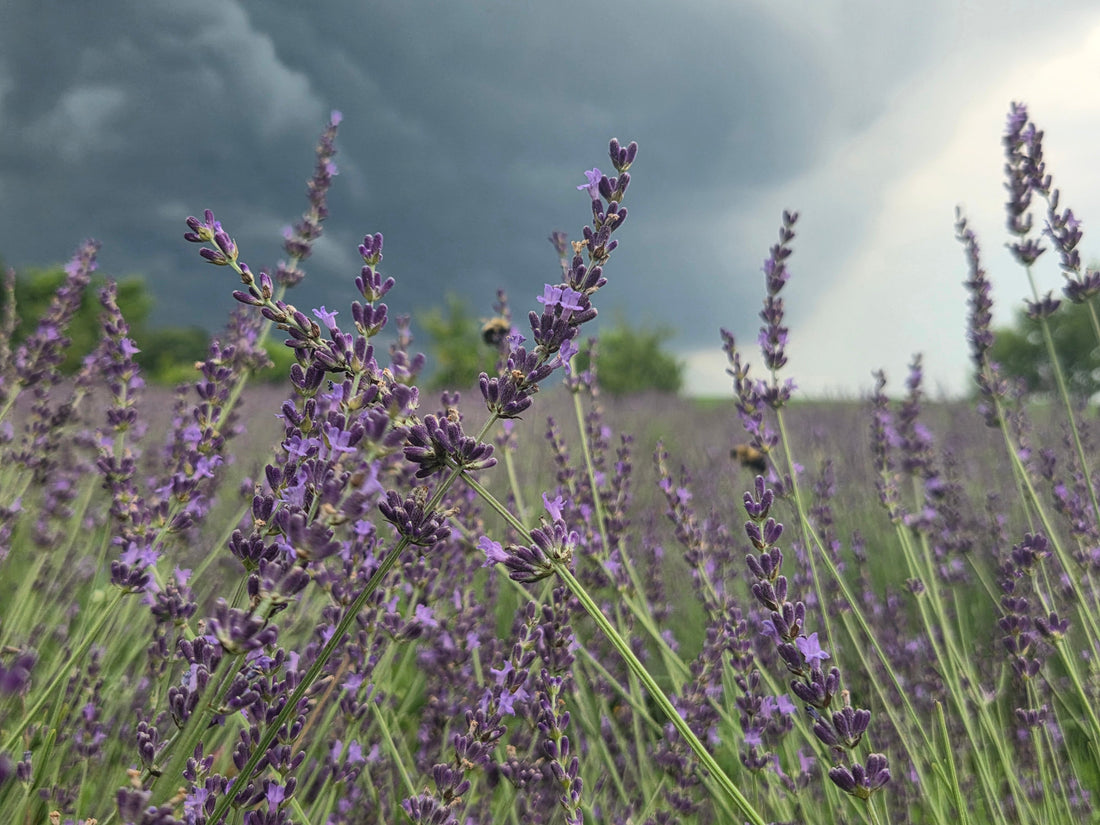 What the Lavender Already Knows: A Guide to Ecotherapy Practice at Cloudscape Hill