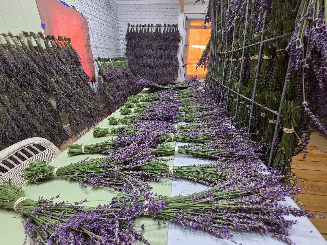 10 Health Benefits of Lavender: Sleep, Skin, Stress & More