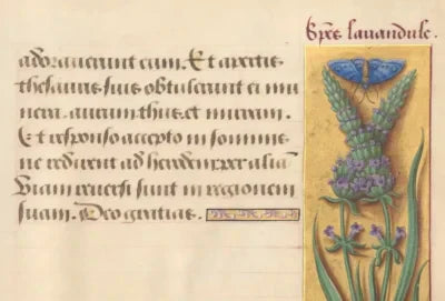 The History of Lavender: From Ancient Egypt to Modern Aromatherapy