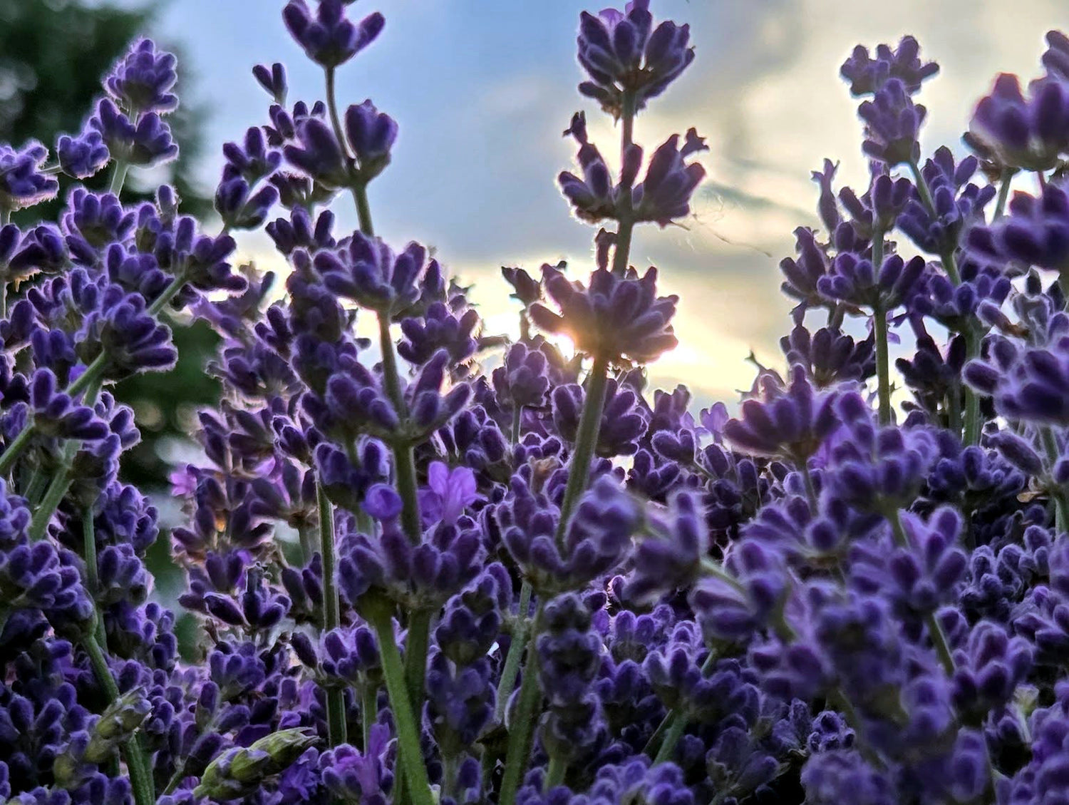 Fresh and Dried Lavender
