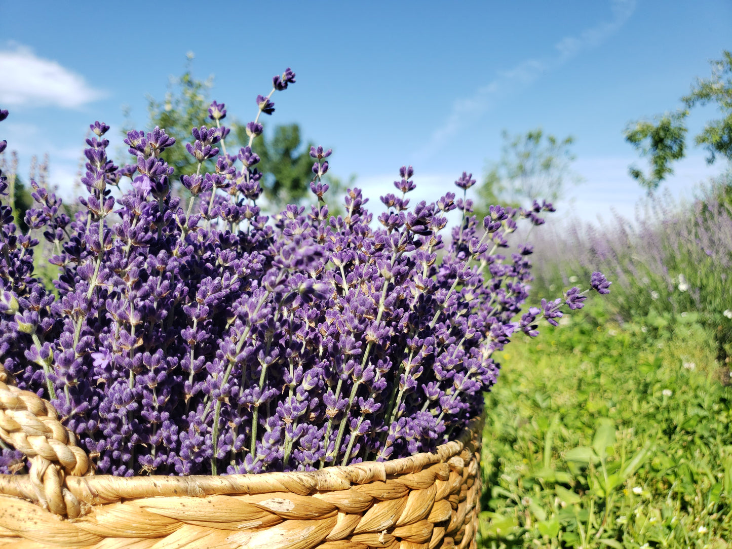 Fresh, Angustifolia Lavender Bundles