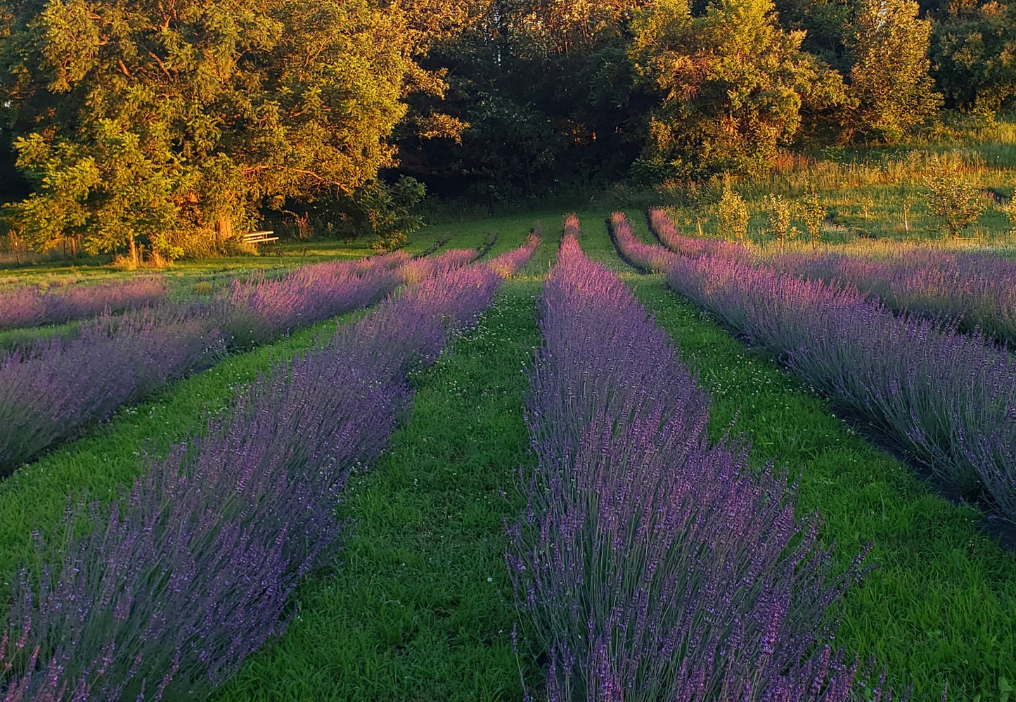 Guided Lavender Walk — Cloudscape Hill