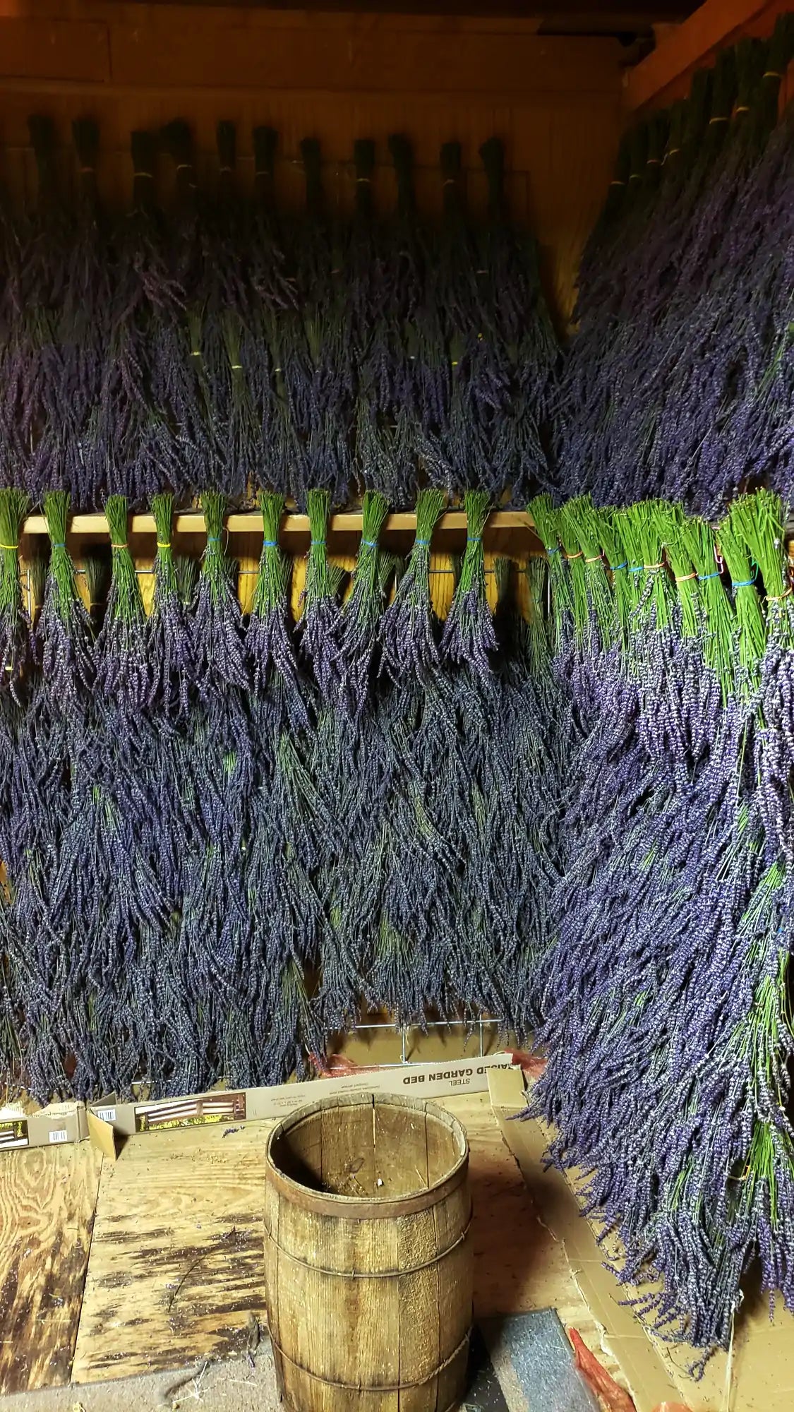 Dry, Intermedia Lavender Bundles