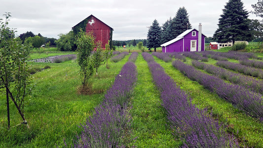 Guided Lavender Walk — Cloudscape Hill